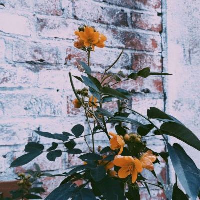 米乐网下载手机版